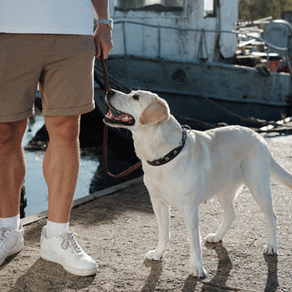White Labrador Retriever wearing a handcrafted braided genuine leather dog lead during an outdoor walk