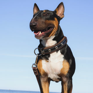 Genuine Leather Dog Lead in Classic Style – Dark Brown – Handcrafted Heavy Duty Leash