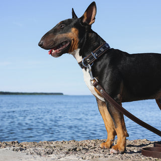 Genuine Leather Dog Collar in Black and Brown