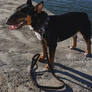 Genuine Leather Dog Collar in Black and Brown