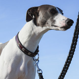 Dog wearing a strong leather collar with a leash against a clear blue sky