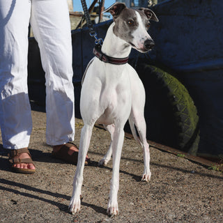 Leather strong collar for Whippet collar, labrador collar, shepherd collar, strong collar, premium