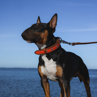 Genuine Leather Dog Collar in Orange and Brown