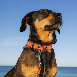 Genuine Leather Dog Collar in Orange and Brown
