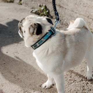 Pug wearing a blue leather collar on a leash outdoors