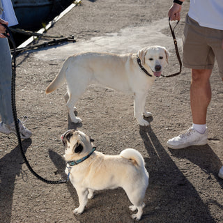 Two dogs on leashes standing on a concrete surface with people partially visible.