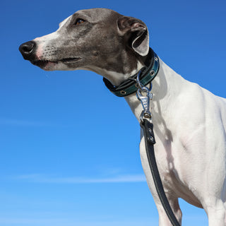 Dog with a premium leather collar and leash against a clear blue sky