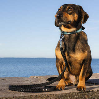 Dog on a braided leather leash sitting by the ocean with a clear blue sky.