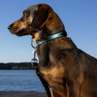 Genuine Leather Dog Collar in Teal and Black