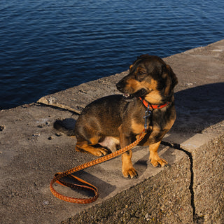 Dog with a brown handcrafted braided genuine leather dog lead
