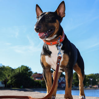 English Bull Terrier wearing a tan (orange brown) genuine leather dog lead in classic handcrafted style
