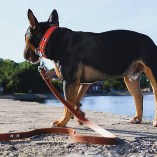 Dog wearing an orange collar with a brown leather leash on a concrete surface with a blurred natural background