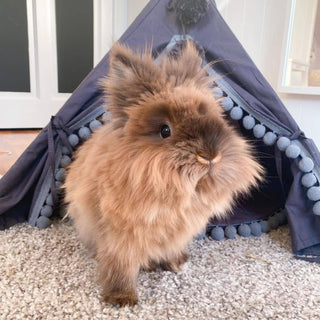 MINICAMP Teepee for Cats, Dogs & Rabbits in Grey with Pompoms – Sizes XS, S, M, L